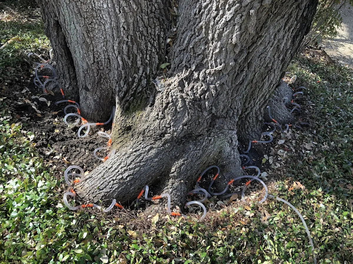 Detailed Tree Cabling and Bracing job site in Preston Hollow
