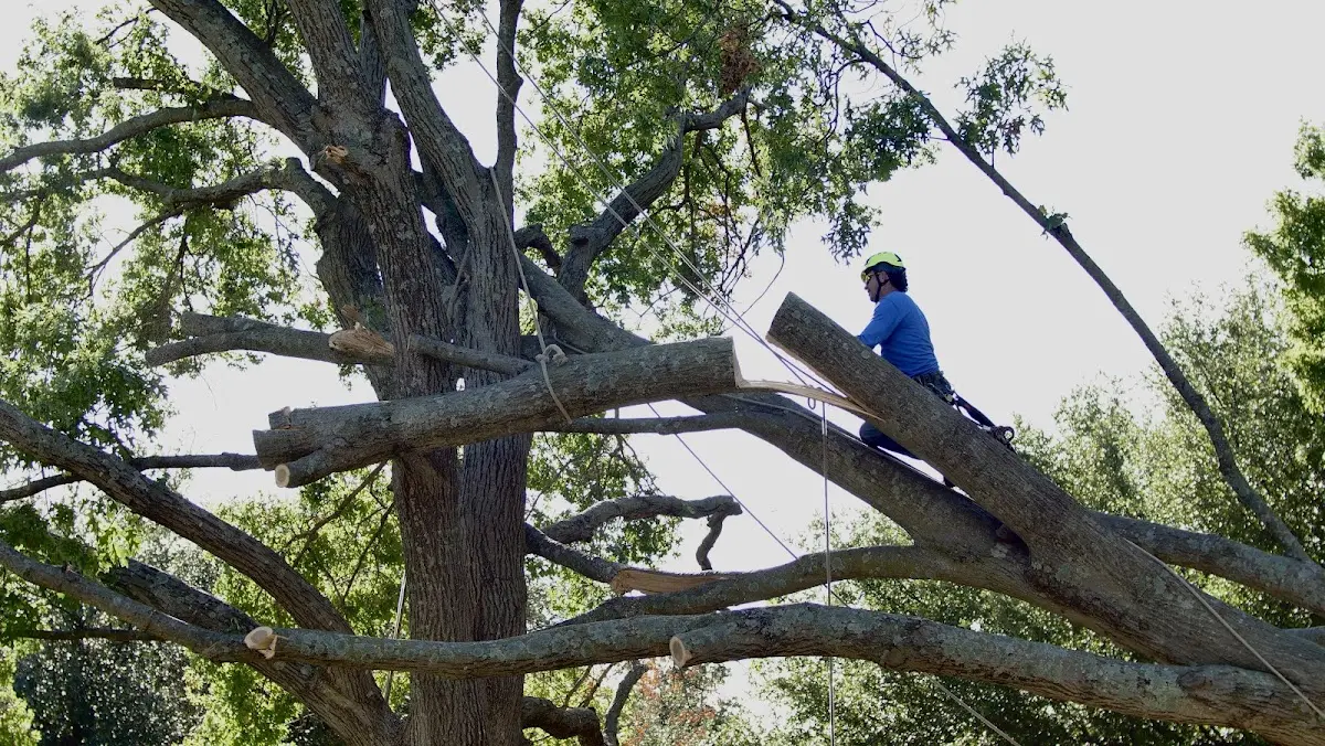 Professional Crown Thinning performed by certified arborists in Preston Hollow