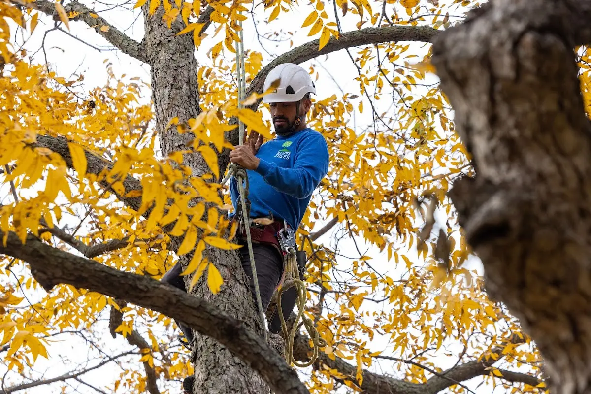Skilled Tree Pruning crew working in Preston Hollow