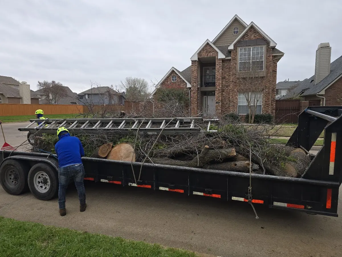 Expert Deadwooding with proper safety equipment in Preston Hollow